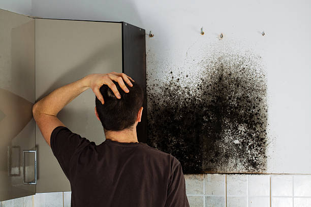 Best Residential Mold Removal  in Navassa, NC
